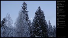 Winter Trees at Dawn