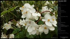 Tropical White Begonia Flowers