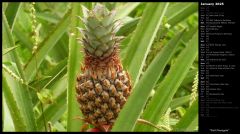 Wild Pineapple