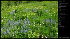 Field of Wildflowers at Mount Rainier