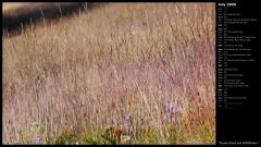 Purple Grass and Wildflowers