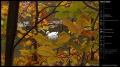 Autumn Pond with Swan