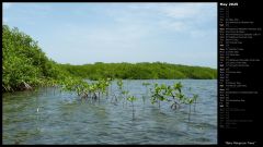 Baby Mangrove Trees