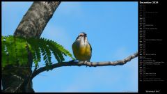 Bananaquit Bird