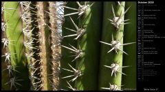 Barrel Cactus II