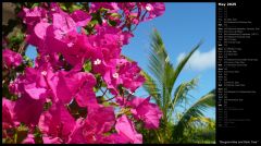 Bougainvillea and Palm Tree