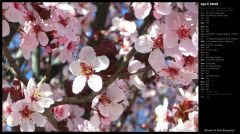 Branch of Pink Blossoms