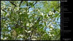 Branches of Dogwood Blossoms