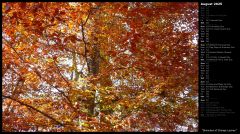 Branches of Orange Leaves