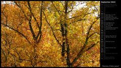 Branches of Yellow Leaves