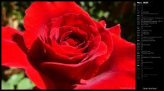 Bright Red Rose