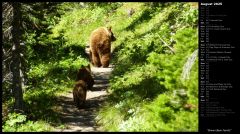 Brown Bear Family