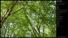 Canopy of Spring Leaves