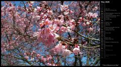 Cherry Blossoms and Bee