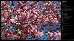 Cherry Blossoms and Blue Sky