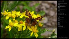 Comma Butterfly in Glacier National Park