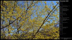 Cornelian Cherry Dogwood and Blue Sky