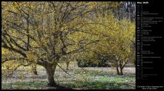 Cornelian Cherry Dogwood and Glory of the Snow