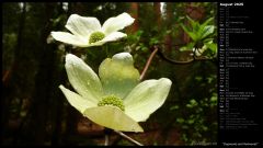 Dogwoods and Redwoods