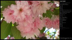 Double Blossoming Cherry Tree II