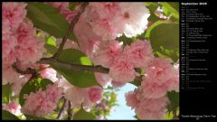 Double Blossoming Cherry Tree III