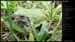 Eastern Grey Treefrog