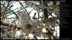 Evening Cherry Blossoms II