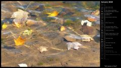 Fall Leaves in Pond