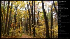 Fall Trail and Golden Leaves