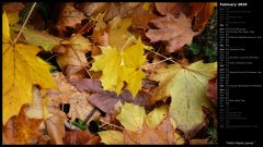 Fallen Maple Leaves