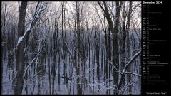 Forest of Snowy Trees