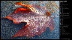 Frozen Red Maple Leaf