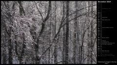 Glistening Icy Forest in Morning Light I