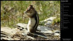 Golden-Mantled Ground Squirrel at Glacier