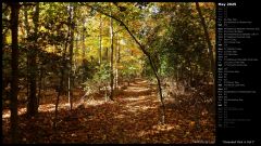 Greenbelt Park in Fall I