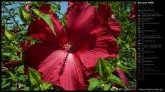 Hibiscus Flower and Blue Sky