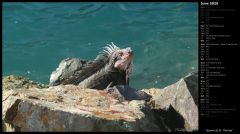 Iguana at St. Thomas