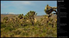 Joshua Tree National Park