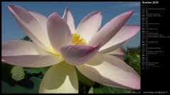 Lotus Flower and Blue Sky I