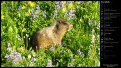 Marmot in Mount Rainier Wildflowers