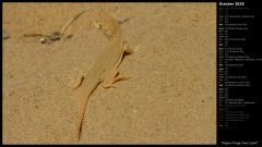 Mojave Fringe-Toed Lizard