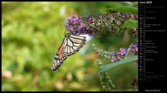 Monarch Butterfly