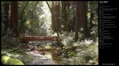 Muir Woods Bridge II