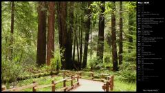 Muir Woods Path I