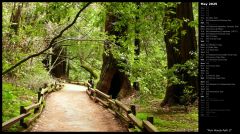 Muir Woods Path II