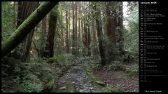 Muir Woods Stream