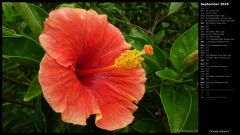 Orange Hibiscus