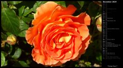 Orange Rose I