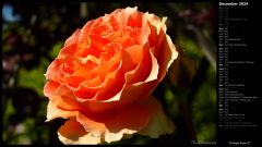 Orange Rose II