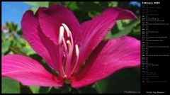 Orchid Tree Blossom